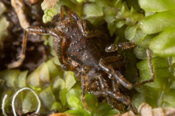 Media type: image; Invertebrate Zoology 138093